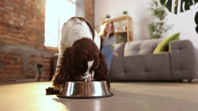 English springer spaniel eating in living-room. Hungry dog puppy running to metal bowl close-up. Happy domestic animal concept. Dog food, pet store, ad. Concepts of online shop delivery for pets
