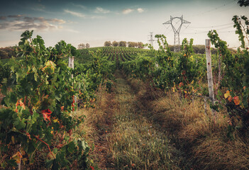 Vineyard agricultural fields in the countryside, beautiful landscape during sunrise.