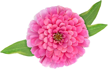 pink common zinnia flower clipart png
