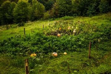 a big pumpkins in the garden