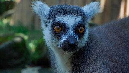 ring lemur