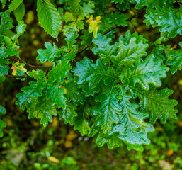 close-up of a green oak leaves
