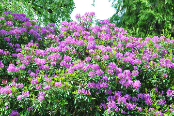 Close Up of Colourful Purple Flowers on Rhododendron Bush in Public Park
