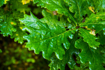 close-up of a green oak leaves