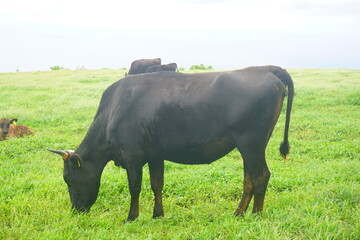 Fureai Farm, Cattle Grazing in Hachijo-jima, Tokyo, Japan - 日本 東京 八丈島...