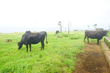 Fureai Farm, Cattle Grazing in Hachijo-jima, Tokyo, Japan - 日本 東京 八丈島 ふれあい牧場 