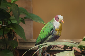 Yellow-breasted fruit dove, balorinay, Ptilinopus occipitalis. Birds watching. Portrait