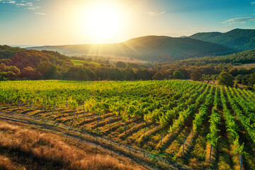Vineyard agricultural fields in the countryside, beautiful aerial landscape during sunrise