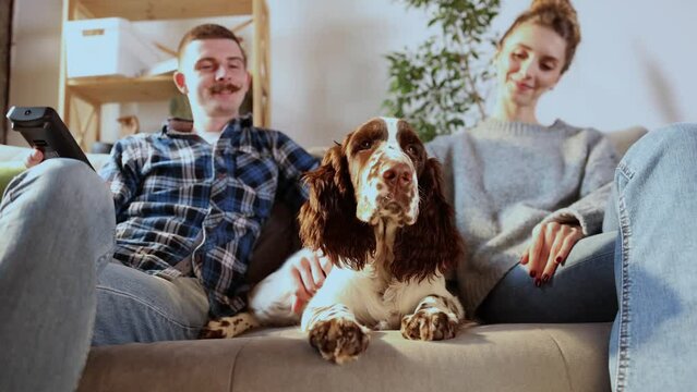 Happy couple playing and relaxing with pet dog at home. Portrait of caucasian man and woman in love feeding cute English springer spaniel sitting together on couch. Friendship, domestic animal