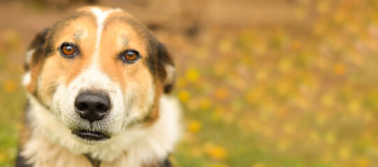 Close-up of a brown mixed breed dog on a natural background. focus on the nose - obrazy, fototapety, plakaty