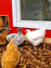 chicken on the farm