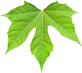 green Leaf chaya plants clipart png