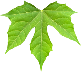 green Leaf chaya plants clipart png