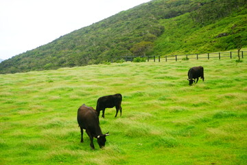Fureai Farm, Cattle Grazing in Hachijo-jima, Tokyo, Japan - 日本 東京 八丈島 ふれあい牧場 