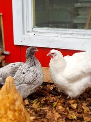 chicken on the farm