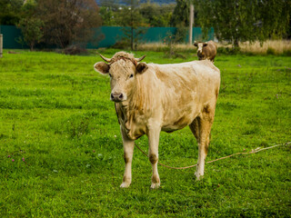 a young cow in Ukrainian village