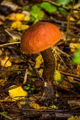 a birch bolete mushroom (Leccinum scabrum) in the forest