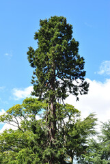 Tall Isolated Coniferous Tree against Blue Sky