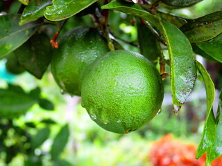 Flora and plants of Abkhazia. Plants growing on the Black Sea coast.