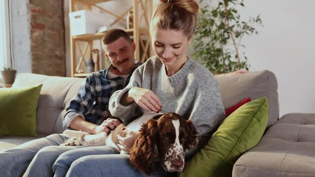 Happy couple playing and relaxing with pet dog at home. Portrait of caucasian man and woman in love feeding cute English springer spaniel sitting together on couch. Friendship, domestic animal