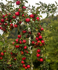 a red ripe fruits of an apple tree
