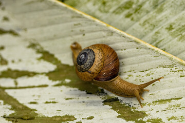 Small snail on the green leaf, Bali, Indonesia