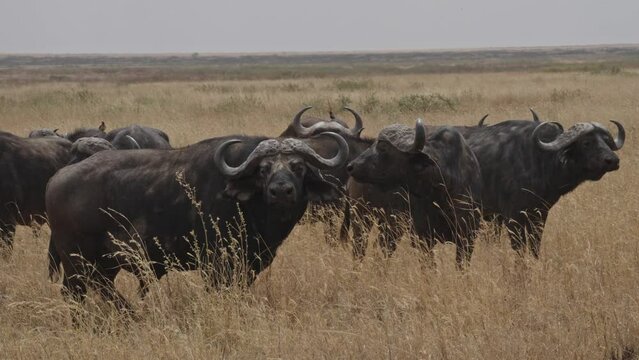 African buffalo or Cape buffalo (Syncerus caffer)