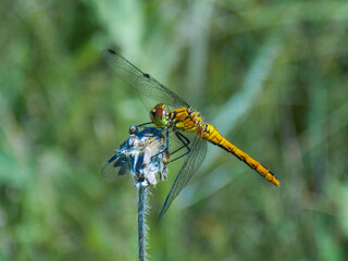 Yellow dragonfly in close-up. Insect