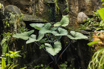 Tropical garden, plants in Bali