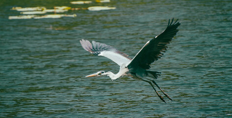 Flying Heron