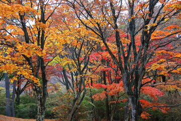 Fototapeta premium 燃える秋