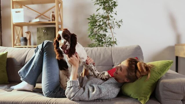 Shot of young happy smiling woman is playing with affection her lovely English springer spaniel dog, while having fun together on carpet in living room at home. Friendship, domestic animal
