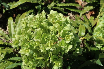 Eléboro blanco, también llamada Veratrum album
