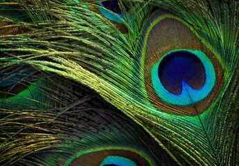 Feather abstract texture background. Peafowl feather. Peacock feather. Beautiful single bird...