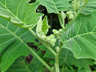 young flowers of 'Solanum' or 'Bolo Maka' green, spherical, hairy and thorn all over leaf