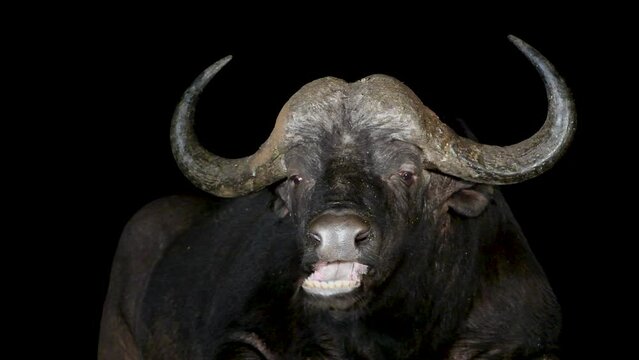 Cape buffalo (Syncerus caffer) near the water at night in thunderstorm,