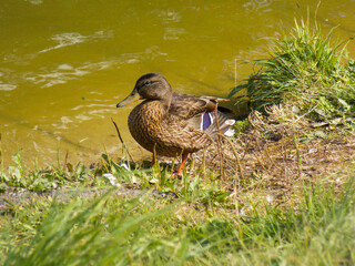 Mallard by the pond. Duck on the grass. Drake