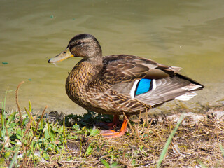 Mallard by the pond. Duck on the grass. Drake