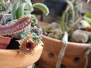 'Huernia' It is a kind of succulent plant. with brown and yellow flowers
