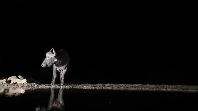 Cape buffalo (Syncerus caffer) near the water at night in thunderstorm,