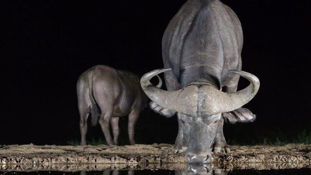 Cape buffalo (Syncerus caffer) near the water at night in thunderstorm,