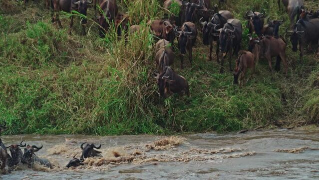 Wildebeest migration across the Mara river in the Serengeti National Park, Tanzania