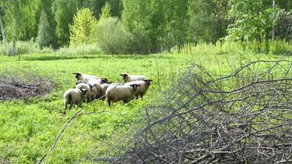 Flock of sheep walk to center of forest meadow, stop and turn to baa at camera