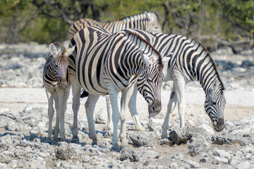 Fototapeta na wymiar Burchell's zebras (Equus quagga burchellii) with foal drinking at waterhole, Etosha National Park, Namibia