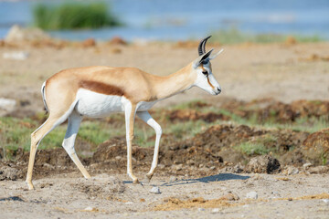 Naklejka na ściany i meble Springbok (Antidorcas marsupialis) adult walking, Etosha National Park, Namibia