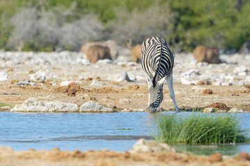 Fototapeta na wymiar Burchell's zebra (Equus quagga burchellii) drinking at waterhole, Etosha National Park, Namibia