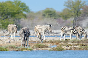 Fototapeta na wymiar Burchell's zebras (Equus quagga burchellii) drinking at waterhole, Etosha National Park, Namibia