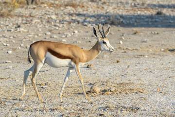 Naklejka na ściany i meble Springbok (Antidorcas marsupialis) adult walking, Etosha National Park, Namibia