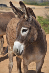 Naklejka na ściany i meble Adorable Wild Provence Donkey in the Aruba Countryside