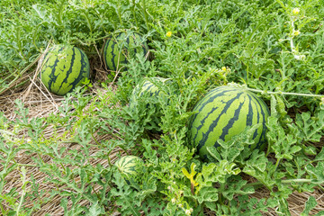 Close-up of watermelons growing in farmland in Yunlin, Taiwan.